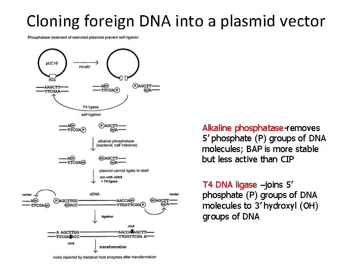 Cloning foreign DNA into a plasmid vector Alkaline phosphatase-removes 5’ phosphate (P) groups of