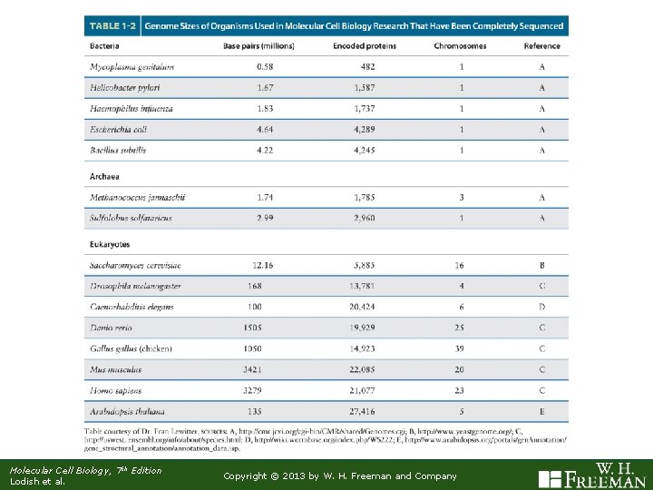 Molecular Cell Biology, 7 th Edition Lodish et al. Copyright © 2013 by W.