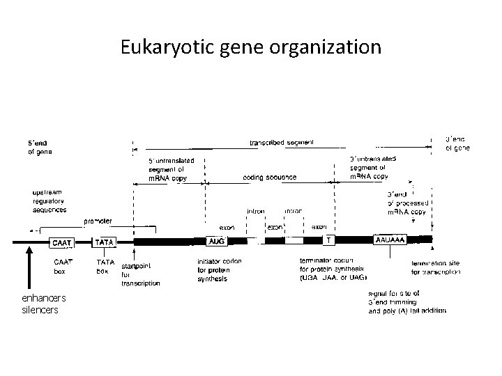 Eukaryotic gene organization enhancers silencers 