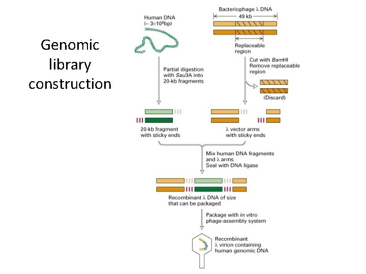 Genomic library construction 