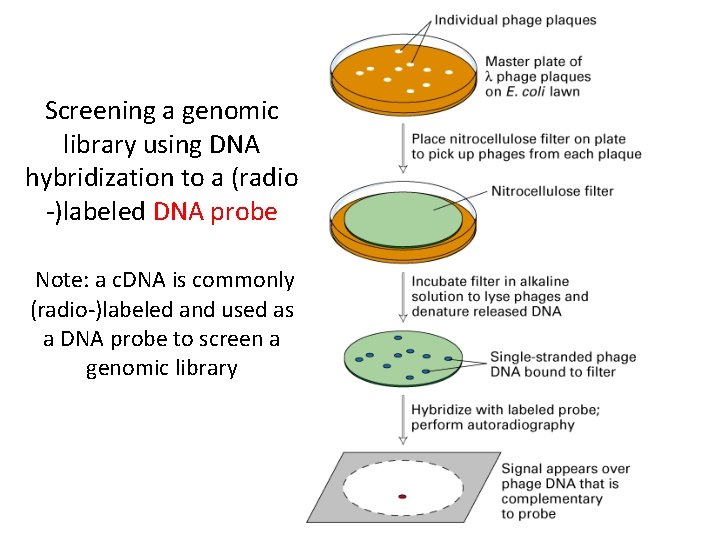 Screening a genomic library using DNA hybridization to a (radio -)labeled DNA probe Note: