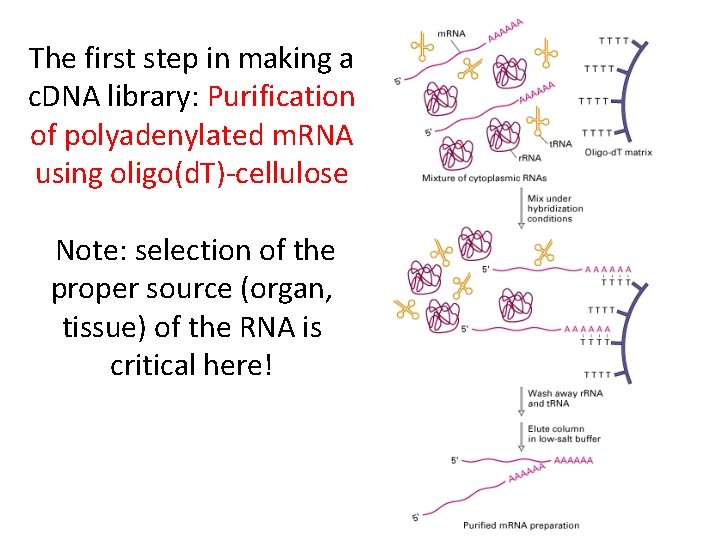 The first step in making a c. DNA library: Purification of polyadenylated m. RNA