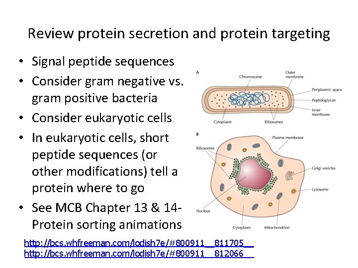 Review protein secretion and protein targeting • Signal peptide sequences • Consider gram negative