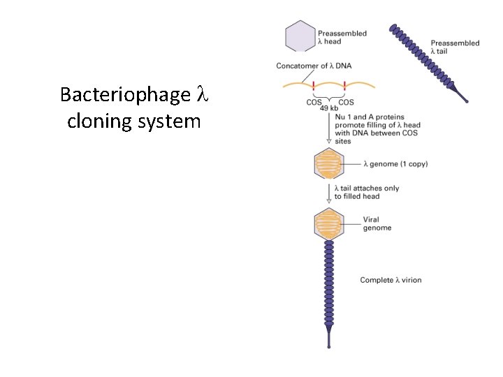 Bacteriophage l cloning system 