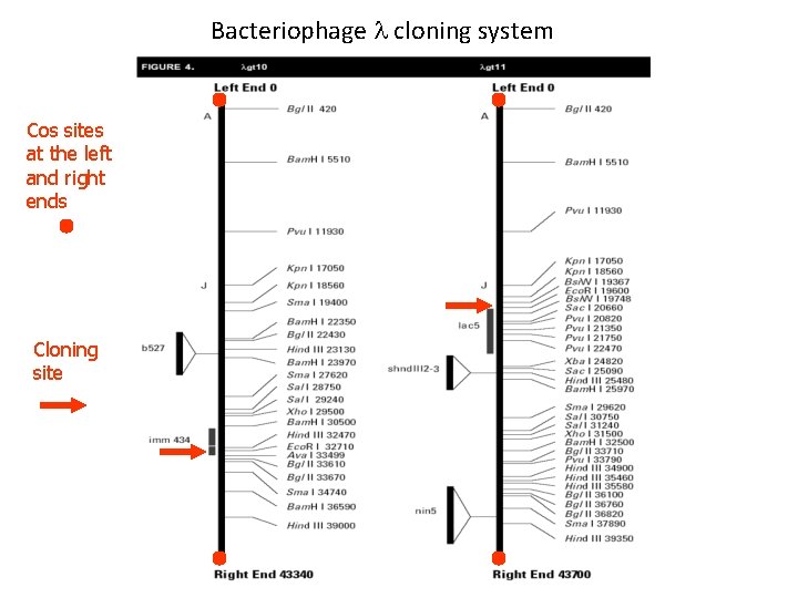Bacteriophage l cloning system Cos sites at the left and right ends Cloning site