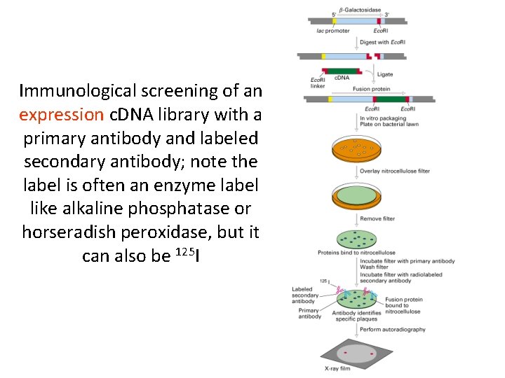 Immunological screening of an expression c. DNA library with a primary antibody and labeled