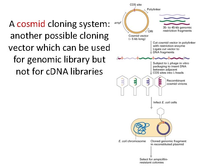 A cosmid cloning system: another possible cloning vector which can be used for genomic