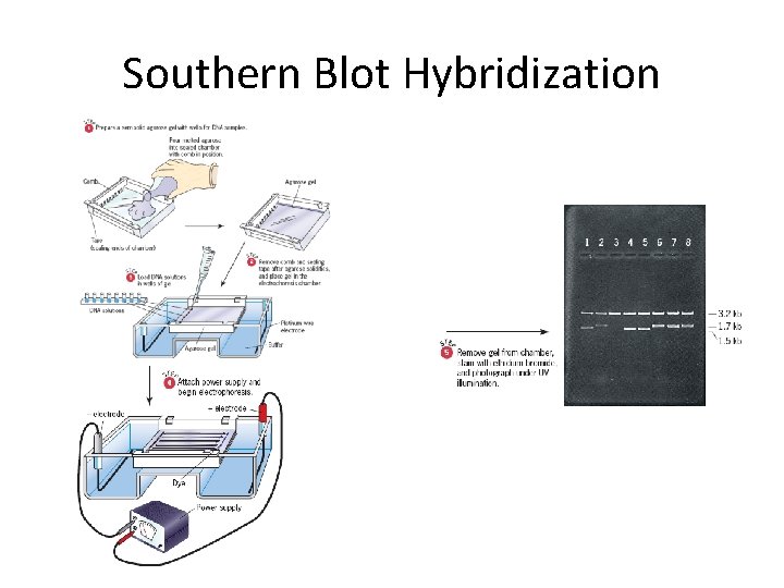 Southern Blot Hybridization 