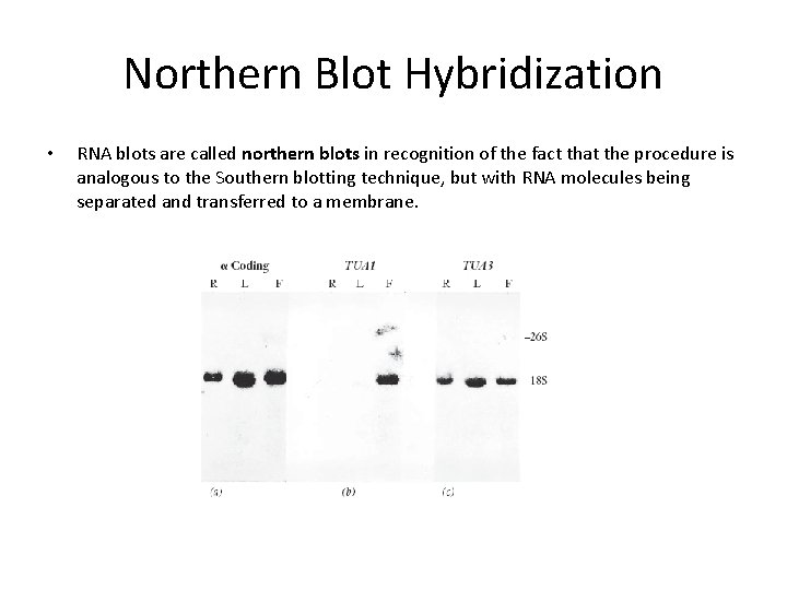 Northern Blot Hybridization • RNA blots are called northern blots in recognition of the