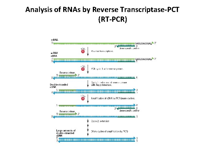 Analysis of RNAs by Reverse Transcriptase-PCT (RT-PCR) 