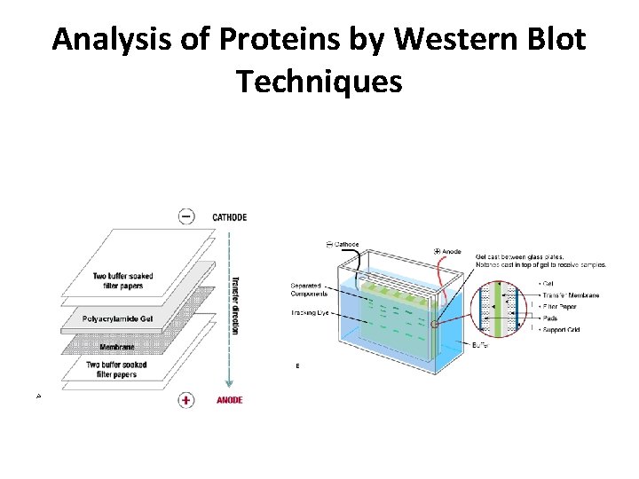 Analysis of Proteins by Western Blot Techniques 