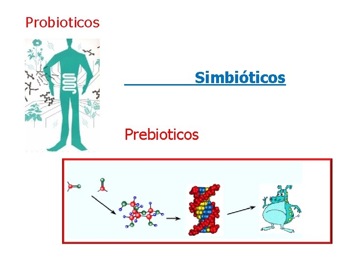 Probioticos Simbióticos Prebioticos 