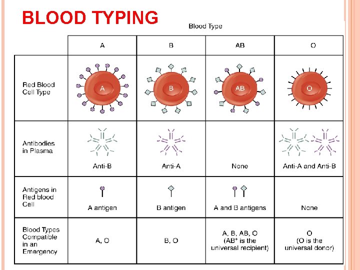 BLOOD TYPING 