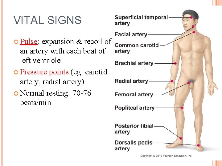 VITAL SIGNS Pulse: expansion & recoil of an artery with each beat of left