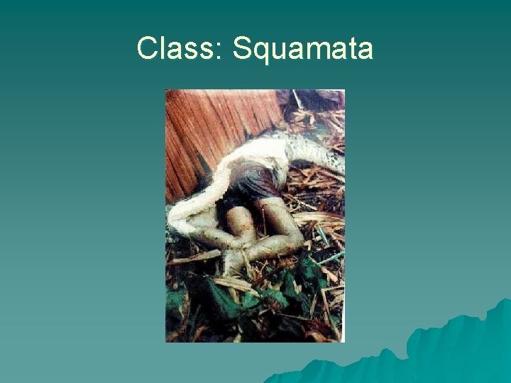 Class: Squamata 