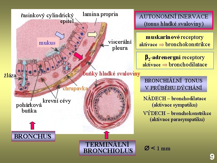 řasinkový cylindrický epitel lamina propria viscerální pleura mukus AUTONOMNÍ INERVACE (tonus hladké svaloviny) muskarinové