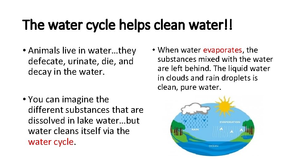 The water cycle helps clean water!! • Animals live in water…they defecate, urinate, die,