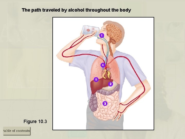 The path traveled by alcohol throughout the body Figure 10. 3 