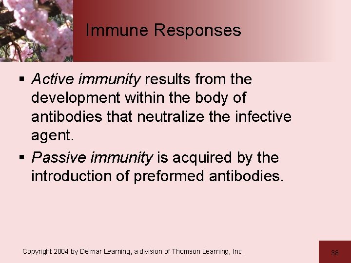 Immune Responses § Active immunity results from the development within the body of antibodies