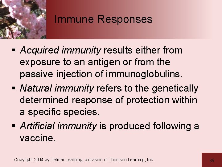 Immune Responses § Acquired immunity results either from exposure to an antigen or from