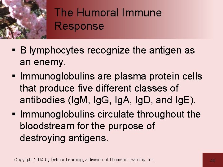 The Humoral Immune Response § B lymphocytes recognize the antigen as an enemy. §