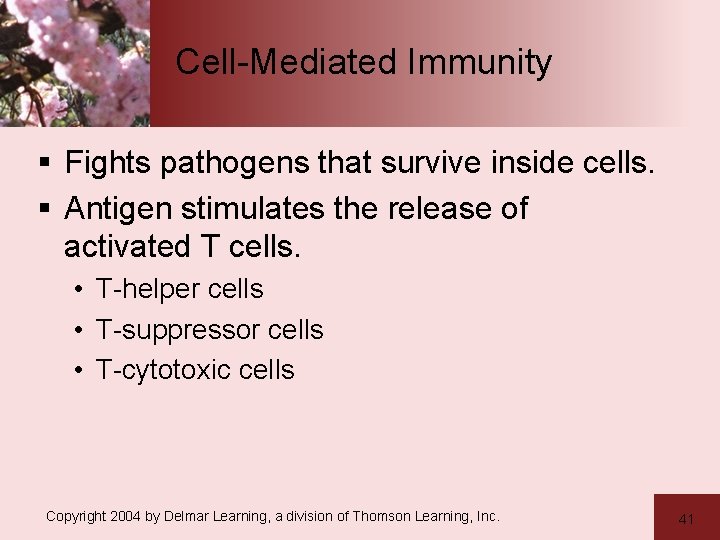 Cell-Mediated Immunity § Fights pathogens that survive inside cells. § Antigen stimulates the release