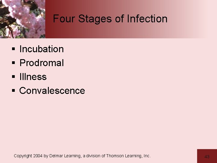 Four Stages of Infection § § Incubation Prodromal Illness Convalescence Copyright 2004 by Delmar