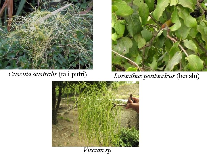 Cuscuta australis (tali putri) Viscum sp Loranthus pentandrus (benalu) 