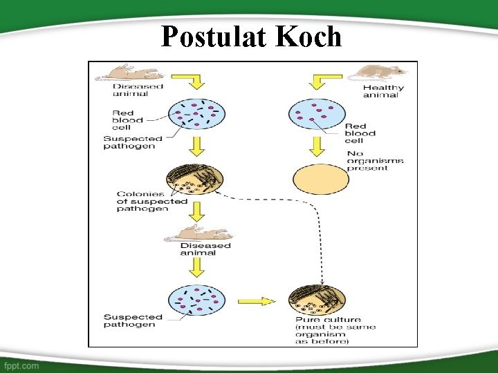 Postulat Koch 