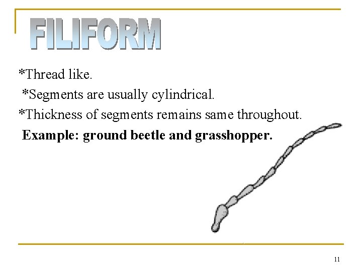 *Thread like. *Segments are usually cylindrical. *Thickness of segments remains same throughout. Example: ground *Thread like. *Segments are usually cylindrical. *Thickness of segments remains same throughout. Example: ground