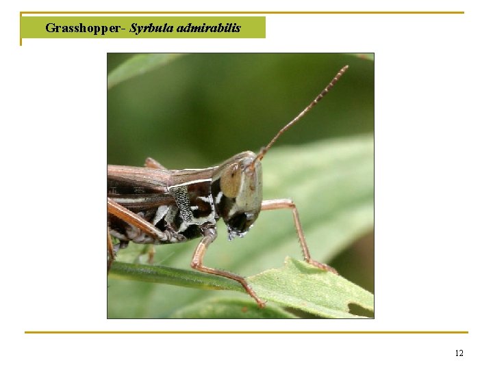 Grasshopper- Syrbula admirabilis 12 Grasshopper- Syrbula admirabilis 12