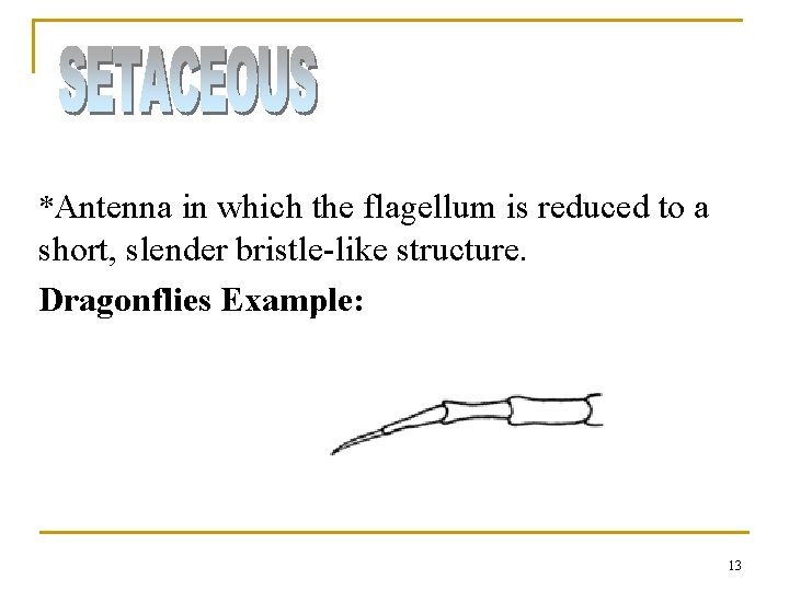 *Antenna in which the flagellum is reduced to a short, slender bristle-like structure. Dragonflies *Antenna in which the flagellum is reduced to a short, slender bristle-like structure. Dragonflies
