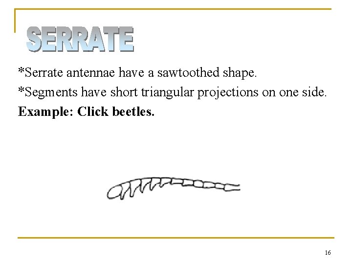 *Serrate antennae have a sawtoothed shape. *Segments have short triangular projections on one side. *Serrate antennae have a sawtoothed shape. *Segments have short triangular projections on one side.