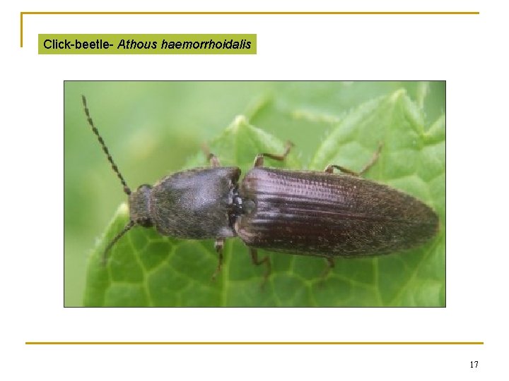 Click-beetle- Athous haemorrhoidalis 17 Click-beetle- Athous haemorrhoidalis 17
