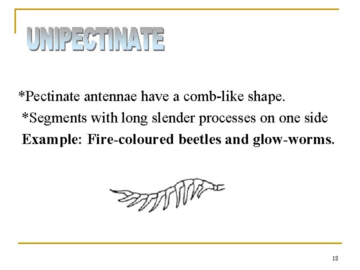*Pectinate antennae have a comb-like shape. *Segments with long slender processes on one side *Pectinate antennae have a comb-like shape. *Segments with long slender processes on one side