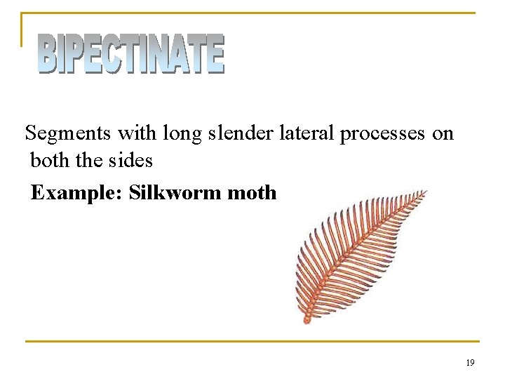 Segments with long slender lateral processes on both the sides Example: Silkworm moth 19 Segments with long slender lateral processes on both the sides Example: Silkworm moth 19