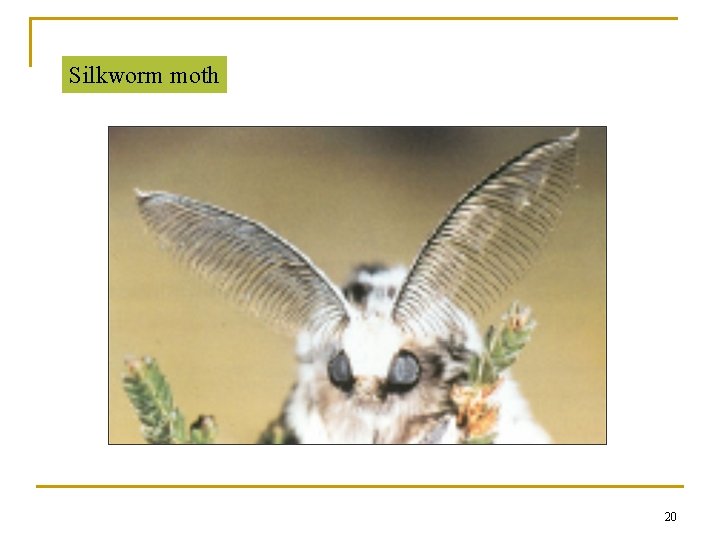 Silkworm moth 20 Silkworm moth 20