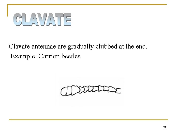 Clavate antennae are gradually clubbed at the end. Example: Carrion beetles 21 Clavate antennae are gradually clubbed at the end. Example: Carrion beetles 21
