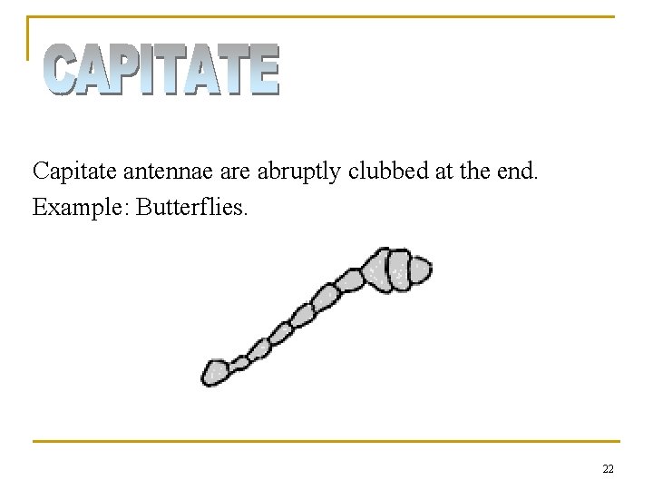 Capitate antennae are abruptly clubbed at the end. Example: Butterflies. 22 Capitate antennae are abruptly clubbed at the end. Example: Butterflies. 22