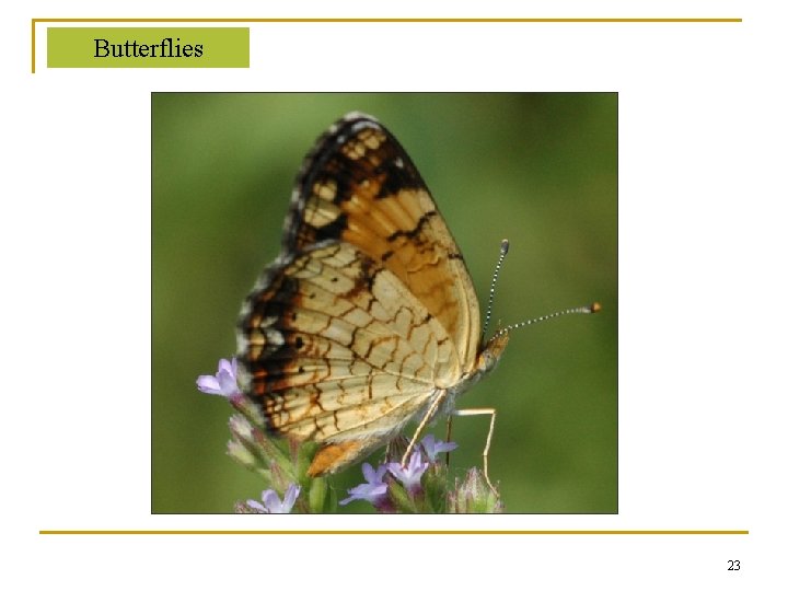 Butterflies 23 Butterflies 23