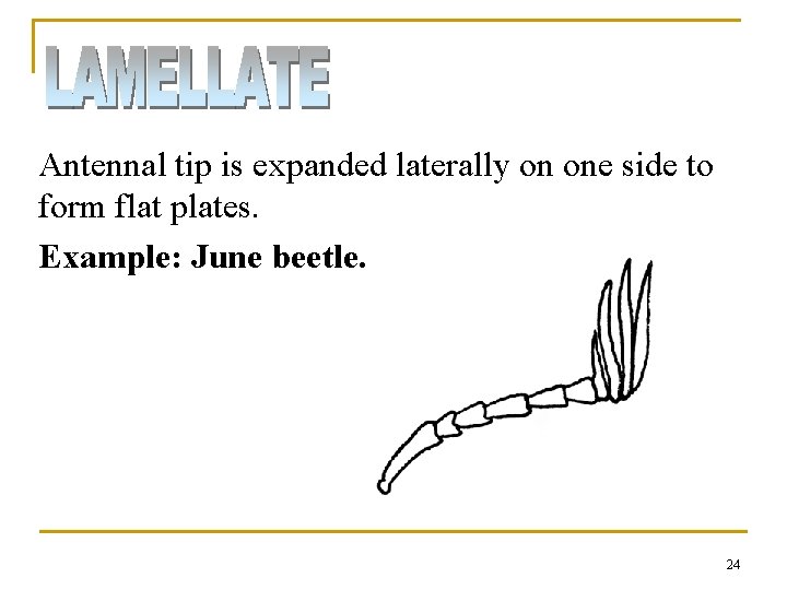 Antennal tip is expanded laterally on one side to form flat plates. Example: June Antennal tip is expanded laterally on one side to form flat plates. Example: June