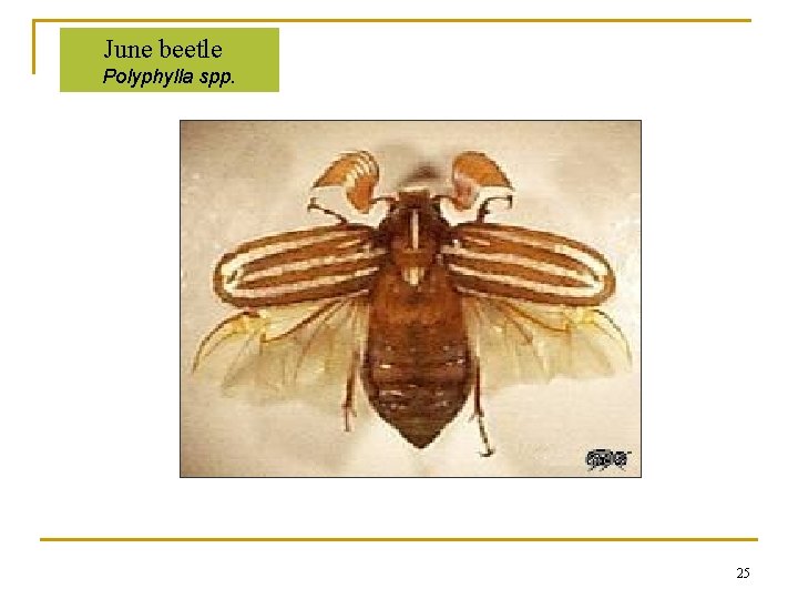 June beetle Polyphylla spp. 25 June beetle Polyphylla spp. 25