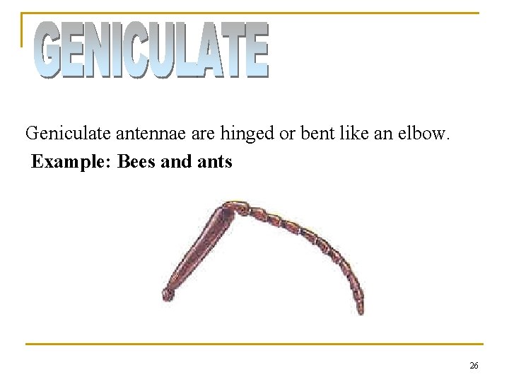 Geniculate antennae are hinged or bent like an elbow. Example: Bees and ants 26 Geniculate antennae are hinged or bent like an elbow. Example: Bees and ants 26