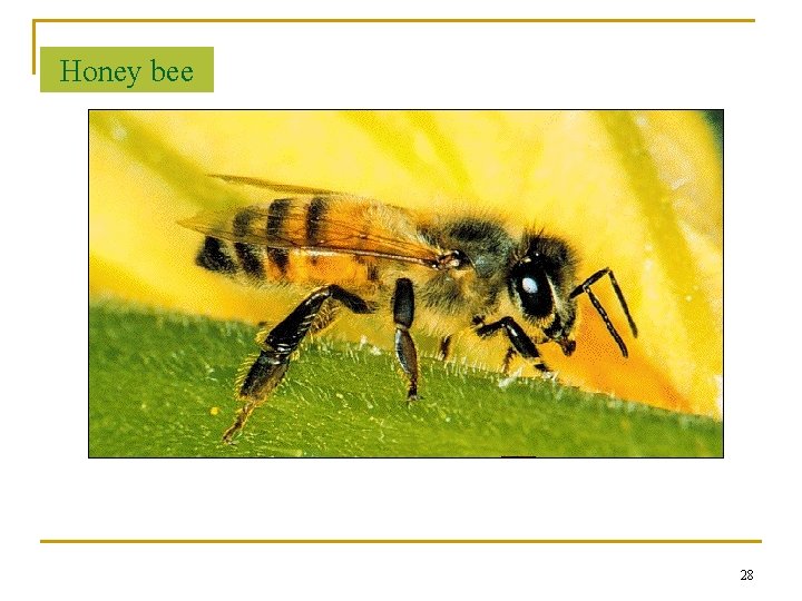Honey bee 28 Honey bee 28