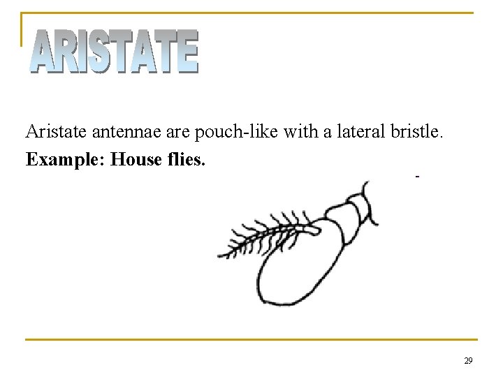 Aristate antennae are pouch-like with a lateral bristle. Example: House flies. 29 Aristate antennae are pouch-like with a lateral bristle. Example: House flies. 29