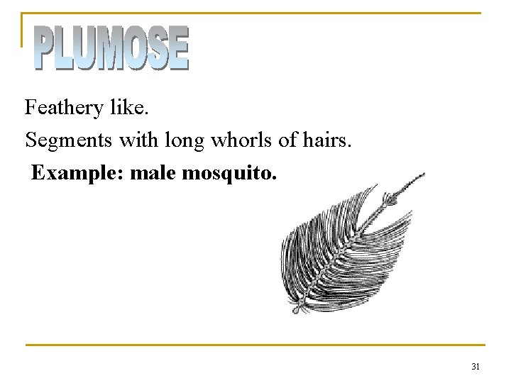 Feathery like. Segments with long whorls of hairs. Example: male mosquito. 31 Feathery like. Segments with long whorls of hairs. Example: male mosquito. 31