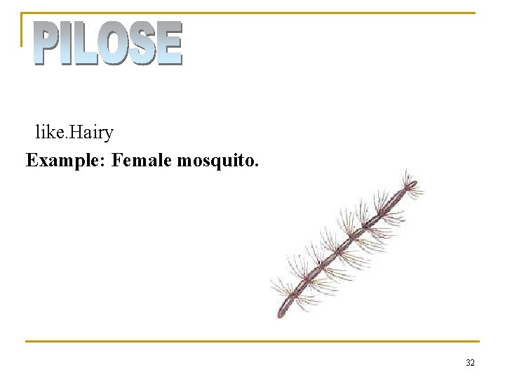 like. Hairy Example: Female mosquito. 32 like. Hairy Example: Female mosquito. 32