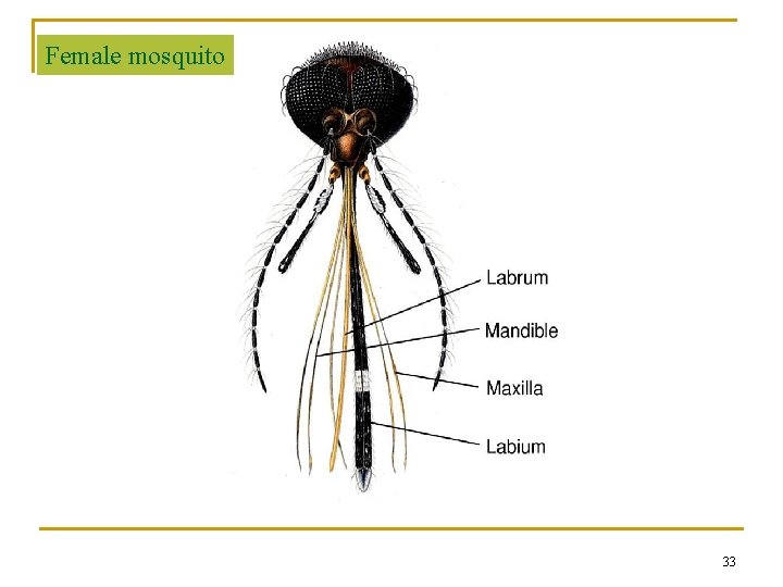 Female mosquito 33 Female mosquito 33