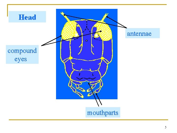 Head antennae compound eyes mouthparts 5 Head antennae compound eyes mouthparts 5