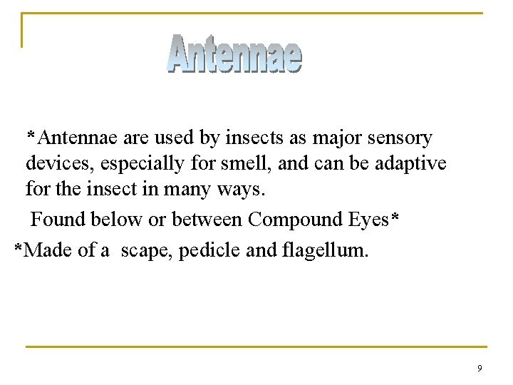*Antennae are used by insects as major sensory devices, especially for smell, and can *Antennae are used by insects as major sensory devices, especially for smell, and can